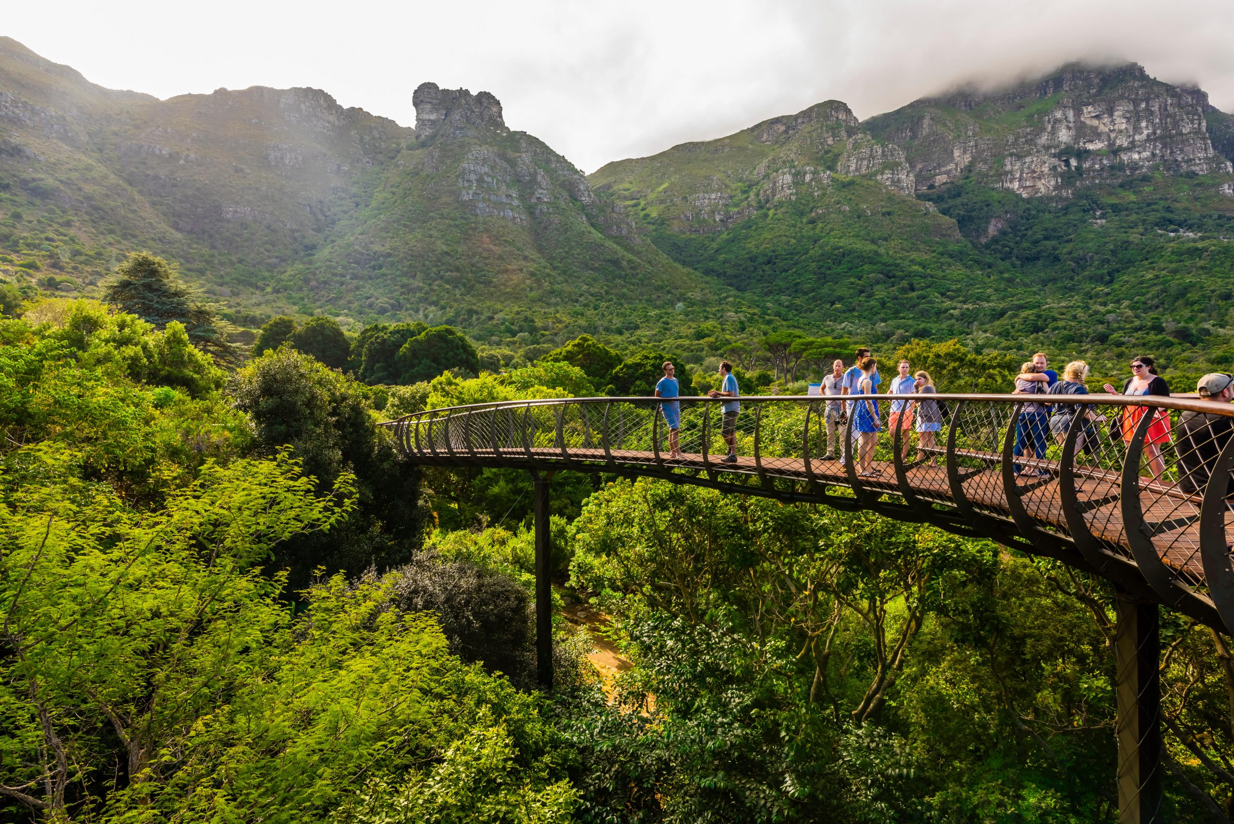 boomslang kirstenbosch