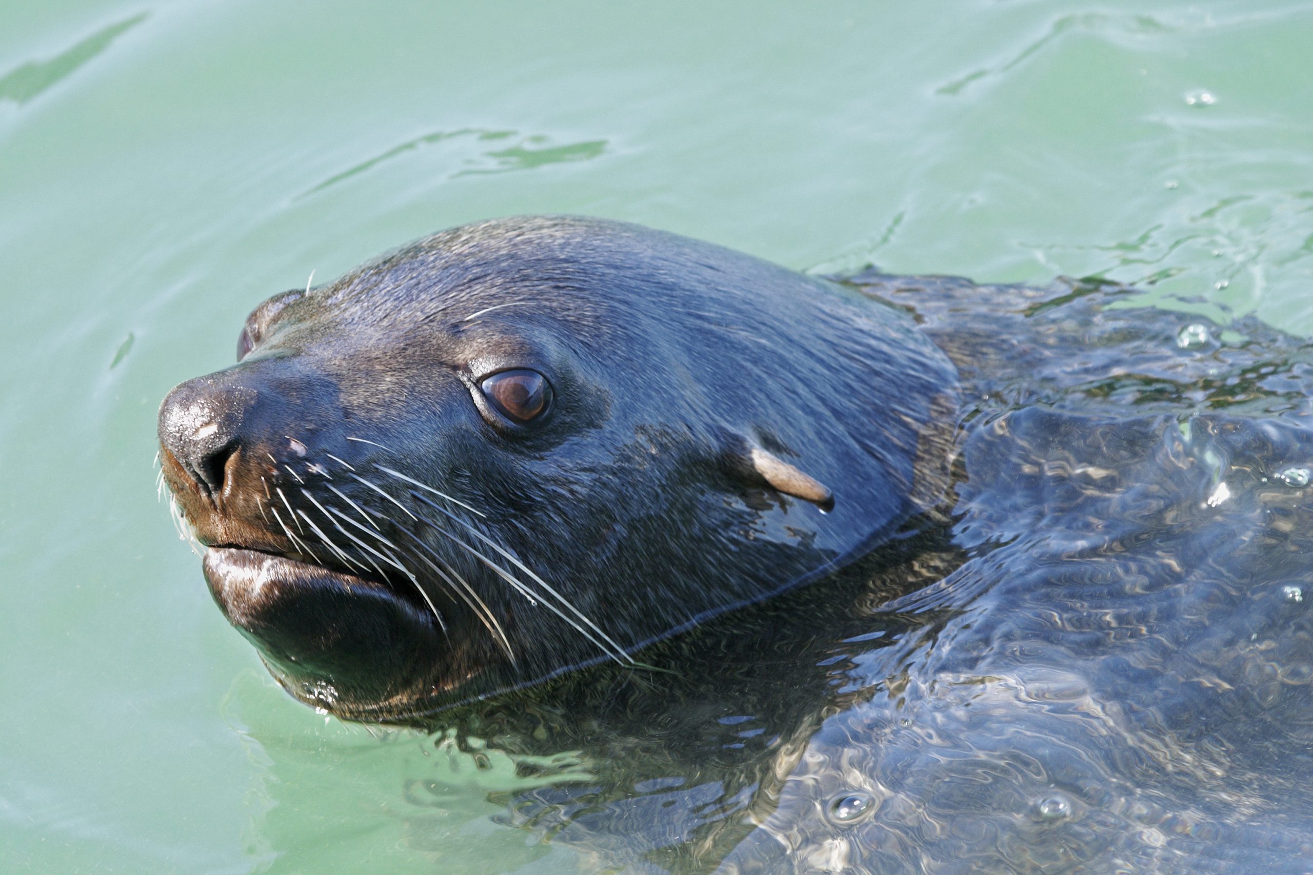 South,African,(cape),Fur,Seal,,Arctocephalus,Pusillus.,An,Eared,Seal,